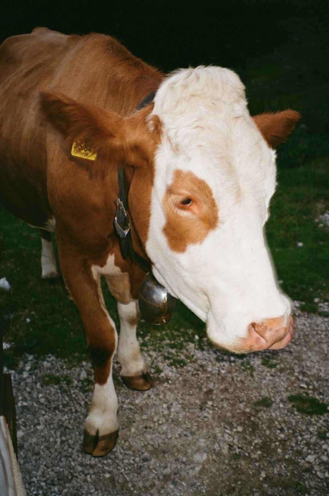 Photograph by Cheyenne Krieger